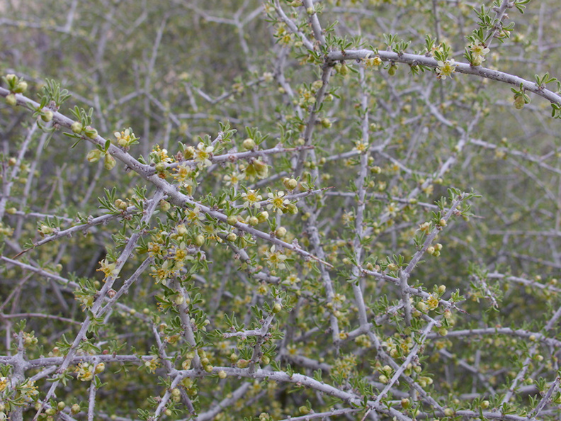 Prunus-fasciculata-desert-almond-Hidden-Valley-trail-Joshua-Tree-NP-2016-03-05-IMG_6589.jpg