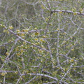 Prunus-fasciculata-desert-almond-Hidden-Valley-trail-Joshua-Tree-NP-2016-03-05-IMG 6589