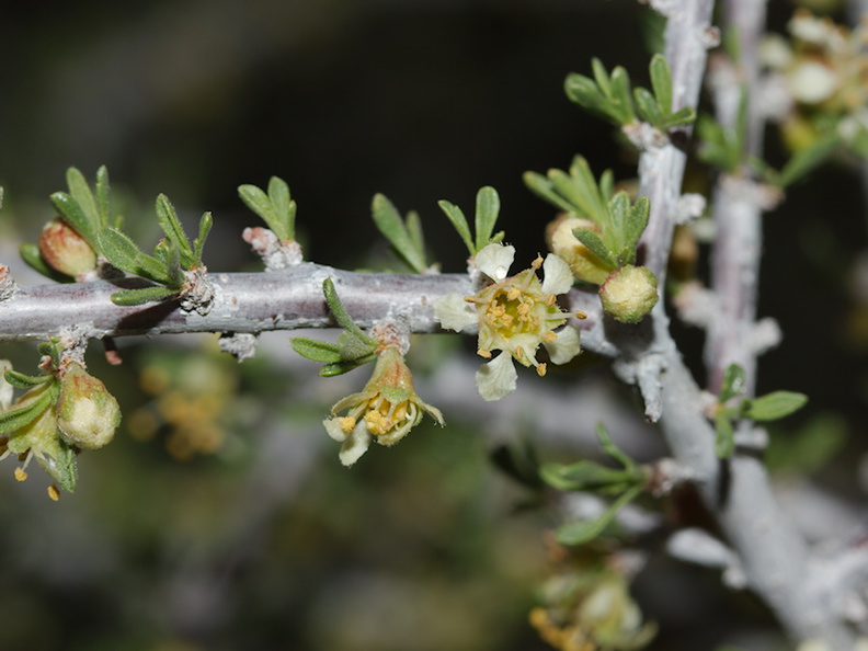Prunus-fasciculata-desert-almond-flowers-Hidden-Valley-trail-Joshua-Tree-NP-2016-03-05-IMG_2956.jpg