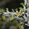 Prunus-fasciculata-desert-almond-flowers-Hidden-Valley-trail-Joshua-Tree-NP-2016-03-05-IMG 2956