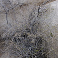 Rhus-aromatica-fragrant-sumac-flowering-Barker-Dam-trail-Joshua-Tree-NP-2016-03-05-IMG 6539