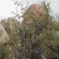Rhus-aromatica-fragrant-sumac-flowering-Barker-Dam-trail-Joshua-Tree-NP-2016-03-05-IMG_6546.jpg