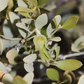 Simmondsia-chinensis-jojoba-pistillate-flower-Joshua-Tree-NP-2017-03-25-IMG_4514.jpg