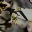 Simmondsia-chinensis-jojoba-pistillate-flowers-Cottonwood-Spring-Joshua-Tree-NP-2017-03-14-IMG 3831