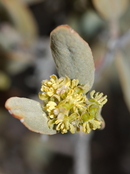 Simmondsia-chinensis-jojoba-staminate-flowers-Joshua-Tree-NP-2016-03-04-IMG_2892.jpg