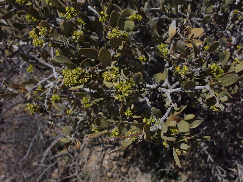 Simmondsia-chinensis-jojoba-with-staminate-flowers-Joshua-Tree-NP-2016-03-04-IMG_6536.jpg