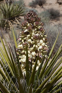 Yucca-schidigera-Mojave-yucca-blooming-Joshua-Tree-NP-2016-03-04-IMG 2873