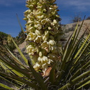 Yucca-schidigera-Mojave-yucca-blooming-Joshua-Tree-NP-2016-03-04-IMG 6519