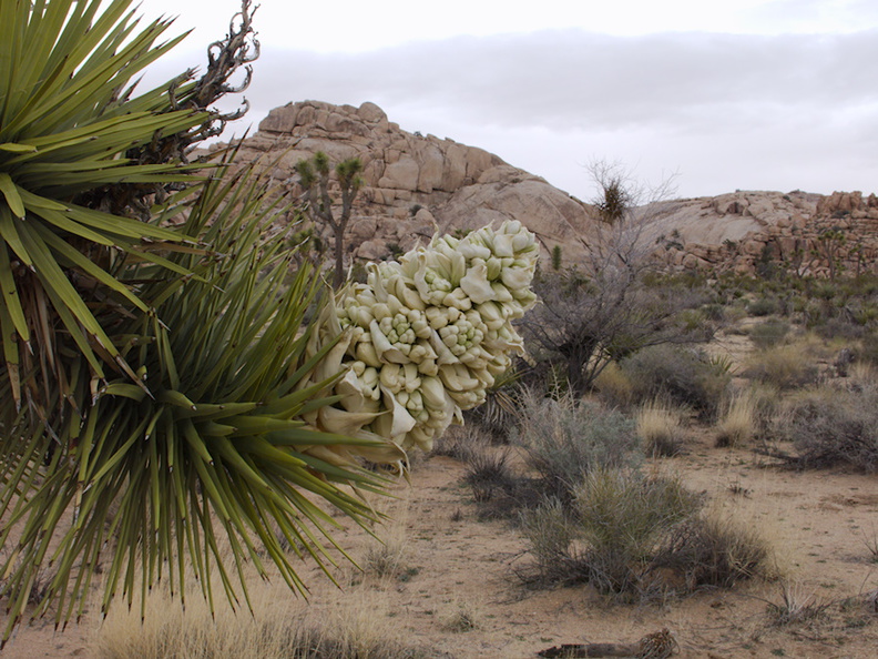 Yucca-schidigera-Mojave-yucca-flowering-Hidden-Valley-trail-Joshua-Tree-NP-2016-03-05-IMG_6559.jpg