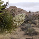 Yucca-schidigera-Mojave-yucca-flowering-Hidden-Valley-trail-Joshua-Tree-NP-2016-03-05-IMG 6559