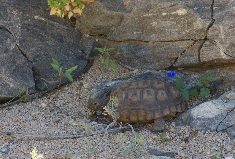 desert-tortoise-Gopherus-agassizii-south-Joshua-Tree-NP-2017-03-24-IMG_7709.jpg