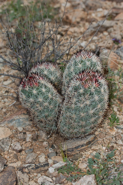 foxtail-cactus-Escobaria-vivipara-now-Coryphantha-alversonii-Hidden-Valley-Joshua-Tree-NP-2017-03-25-IMG_4542.jpg