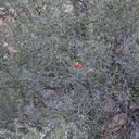 orange-gall-on-desert-scrub-oak-Barker-Dam-trail-Joshua-Tree-NP-2016-03-05-IMG 6597