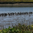 Bolsa-Chica-Wetlands-2008-02-16