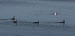 cormorants-double-crested-bolsa-chica-2008-02-16-img 6106