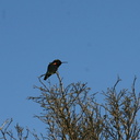 costas-hummingbird-bolsa-chica-2008-02-16-img 6154