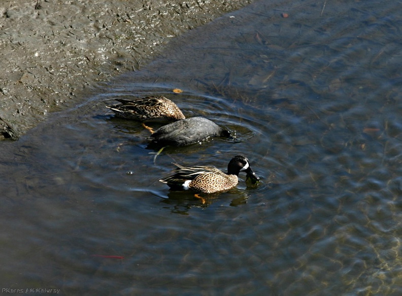ducks-teal-coot-bolsa-chica-2008-02-16-img_6121.jpg