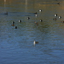 grebe-buffleheads-cormorants-teals-siesta-bolsa-chica-2008-02-16-img 6104