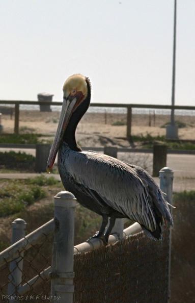 pelican-bolsa-chica-2008-02-16-img_6167.jpg