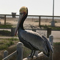 pelican-bolsa-chica-2008-02-16-img 6167