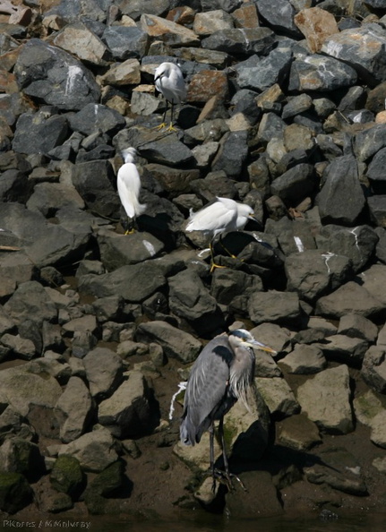 snowy-egrets-great-blue-bolsa-chica-2008-02-16-img_6117.jpg