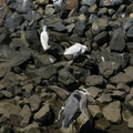 snowy-egrets-great-blue-bolsa-chica-2008-02-16-img 6117
