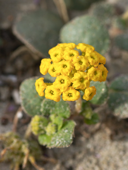 Abronia-latifolia-yellow-sand-verbena-Pfeiffer-Beach-Big-Sur-2012-01-02-IMG_3824.jpg