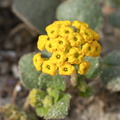 Abronia-latifolia-yellow-sand-verbena-Pfeiffer-Beach-Big-Sur-2012-01-02-IMG 3824