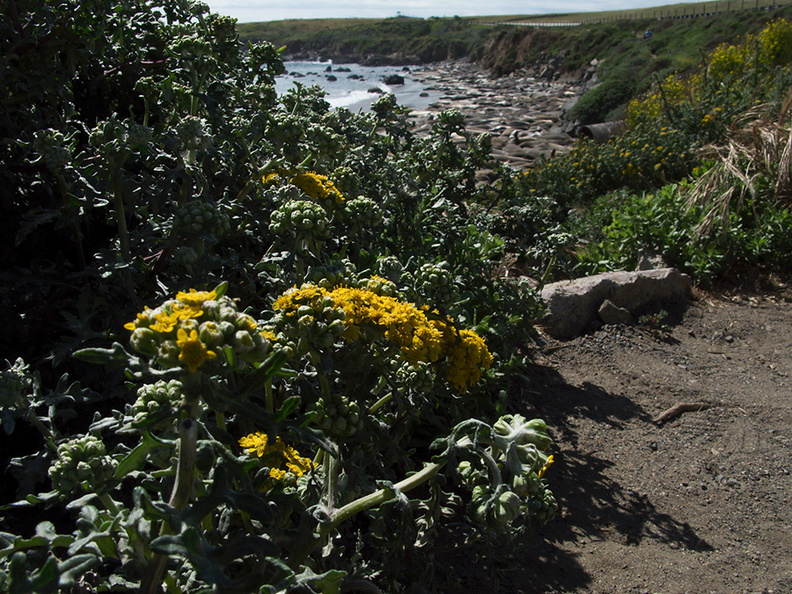 Asteraceae-indet-basking-seals-Seal-Beach-2010-05-19-IMG_5218.jpg