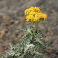 Asteraceae-indet-strand-cliff-plant-Pfeiffer-Beach-Big-Sur-2012-01-02-IMG 3840