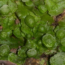 Asterella-sp-thallose-liverwort-Pfeiffer-Falls-Pfeiffer-Big-Sur-2012-01-02-IMG 3807