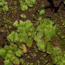 Asterella-sp-thallose-liverwort-Pfeiffer-Falls-Pfeiffer-Big-Sur-2012-01-02-IMG 3809