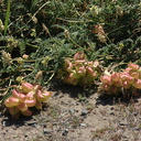 Astragalus-douglasii-Hwy1-2009-05-26-CRW 8216