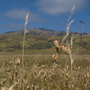 Briza-maxima-rattlesnake-grass-Hwy-1-roadside-2009-05-21-IMG 2860