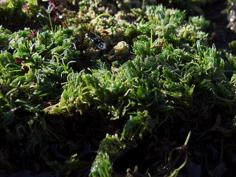Chara-stonewort-Southern-Redwood-Area-Hwy1-2011-01-01-IMG_0305.jpg