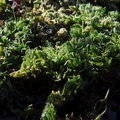 Chara-stonewort-Southern-Redwood-Area-Hwy1-2011-01-01-IMG 0305