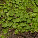 Cryptomeria-sp-thallose-liverwort-Oak-Grove-Trail-Pfeiffer-Big-Sur-2012-01-03-IMG 3863