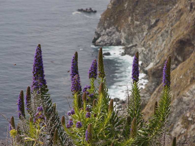 Echium-candicans-pride-of-Madeira-at-condor-beach-pullout-PCH-2013-03-02-IMG_0175.jpg