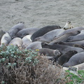 Elephant-Seal-Beach-2012-12-15-IMG_6961.jpg