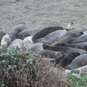 Elephant-Seal-Beach-2012-12-15-IMG 6961