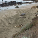 Elephant-Seal-Beach-2012-12-15-IMG 6962