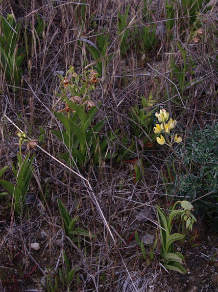 Epipactis-gigantea-and-Lupinus-arboreus-Hwy-1-hillside-2009-05-21-IMG_2927.jpg