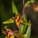 Epipactis-gigantea-stream-orchid-Central-Coast-PCH-2010-05-19-IMG 0737
