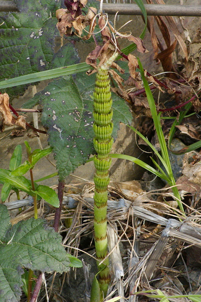 Equisetum-telmateia-giant-horsetail-at-stream-orchid-location-PCH-2013-03-02-IMG_0191.jpg