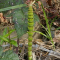 Equisetum-telmateia-giant-horsetail-at-stream-orchid-location-PCH-2013-03-02-IMG 0191
