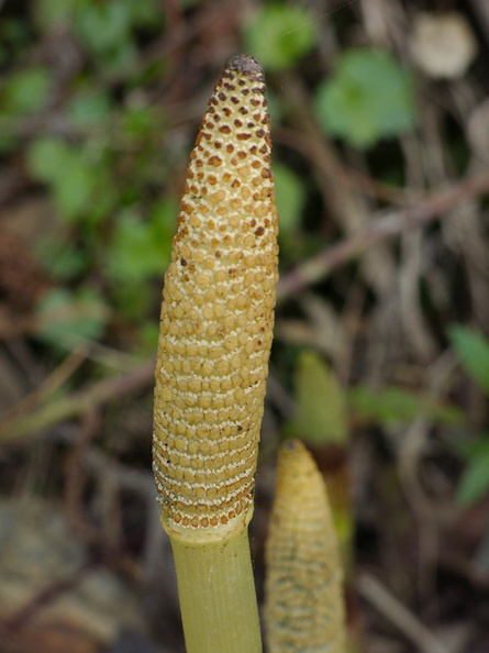 Equisetum-telmateia-giant-horsetail-at-stream-orchid-location-PCH-2013-03-02-IMG_0196.jpg