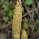 Equisetum-telmateia-giant-horsetail-at-stream-orchid-location-PCH-2013-03-02-IMG 0196