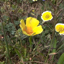 Eschscholtzia-californica-Layia-platyglossa-meadow-Central-Coast-PCH-2010-05-19-IMG 5227