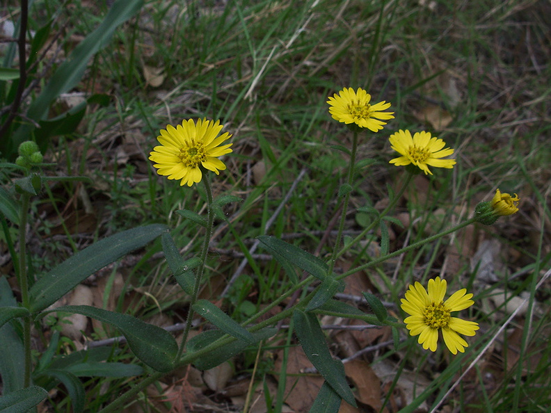 Layia-glandulosa-ssp-lutea-Valley-View-trail-Pfeiffer-Big-Sur-2011-01-02-IMG_0342.jpg