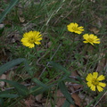 Layia-glandulosa-ssp-lutea-Valley-View-trail-Pfeiffer-Big-Sur-2011-01-02-IMG 0342
